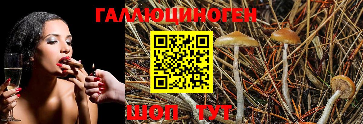 Галлюциногенные грибы Psilocybe Корсаков